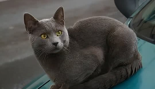 世界上第三种蓝猫，撞脸英短，智商超群，却也是个迷人的小可爱