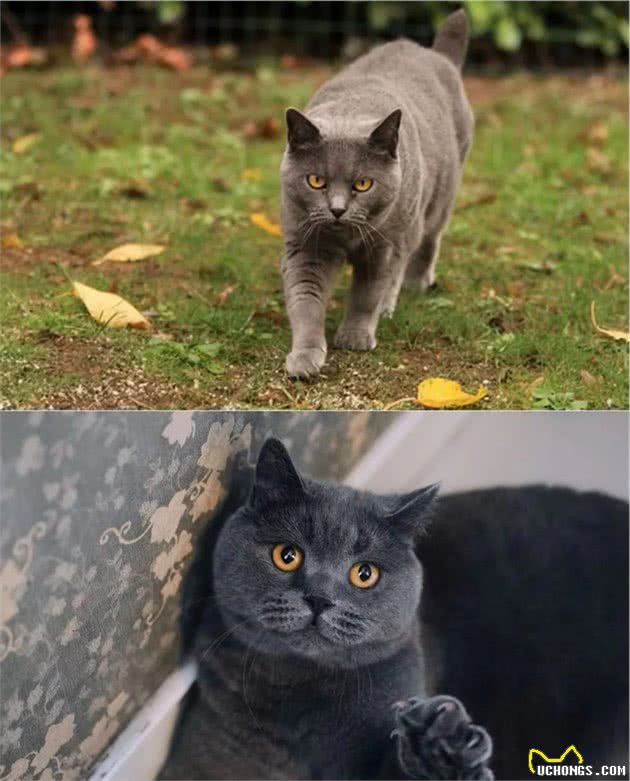 世界上第三种蓝猫，撞脸英短，智商超群，却也是个迷人的小可爱