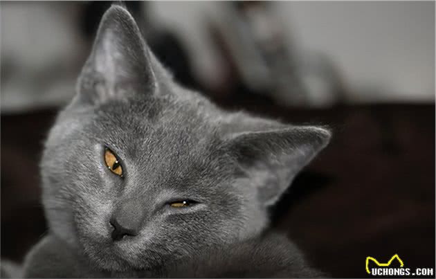 世界上第三种蓝猫，撞脸英短，智商超群，却也是个迷人的小可爱