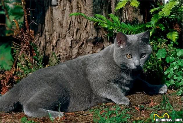 世界上第三种蓝猫，撞脸英短，智商超群，却也是个迷人的小可爱
