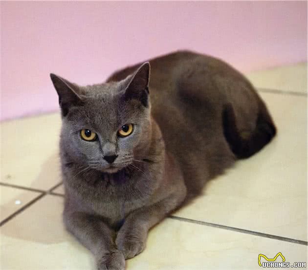 世界上第三种蓝猫，撞脸英短，智商超群，却也是个迷人的小可爱