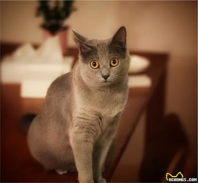 世界上第三种蓝猫，撞脸英短，智商超群，却也是个迷人的小可爱