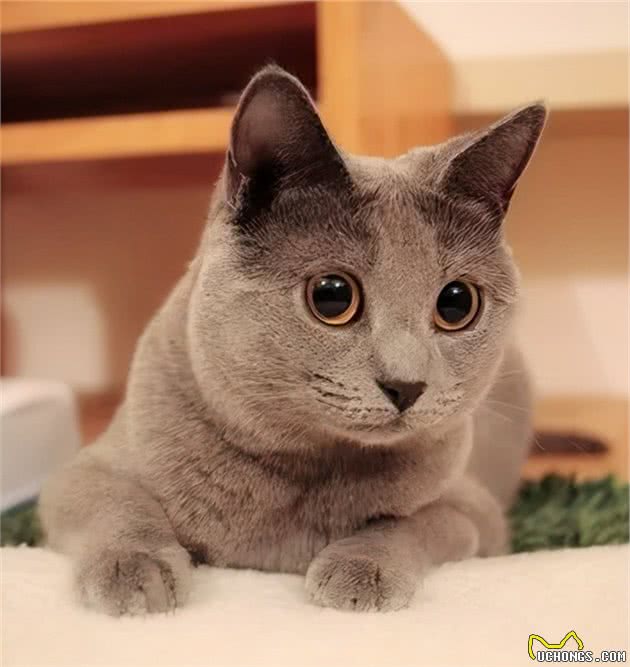 世界上第三种蓝猫，撞脸英短，智商超群，却也是个迷人的小可爱