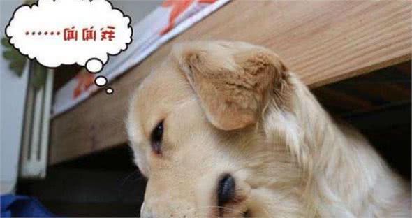 想让家里完全没有狗臭味，这7大方法值得试一试