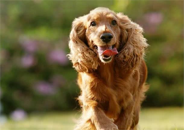 可卡犬要怎么养？几种方法教给你