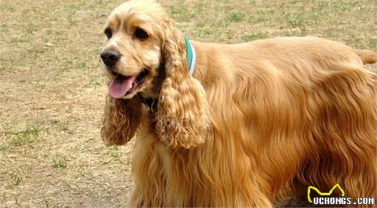 可卡犬要怎么养？几种方法教给你