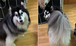 狗狗想外出跟主人嘤嘤撒娇，被识破谎言后，气得立马跺脚转身开骂