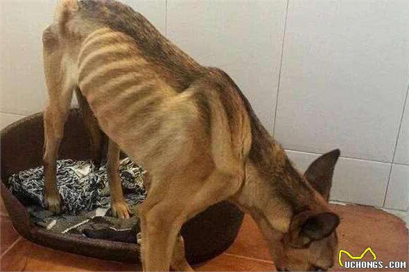 狗狗非正常掉毛的，6大原因