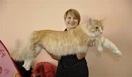 世界上最大的猫，是不是好多没见过