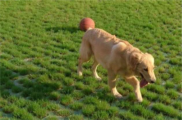 性格“最好的”5种中大型犬，你们想知道吗？