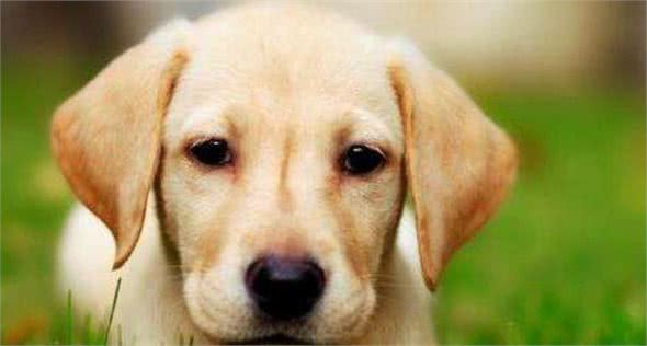 性格“最好的”5种中大型犬，你们想知道吗？