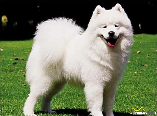 性格“最好的”5种中大型犬，你们想知道吗？