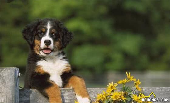 性格“最好的”5种中大型犬，你们想知道吗？