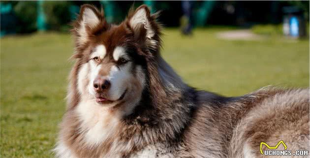 性格“最好的”5种中大型犬，你们想知道吗？