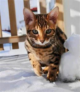 盘点6个充满野性的猫咪品种，可以在家养的“野兽”，超酷