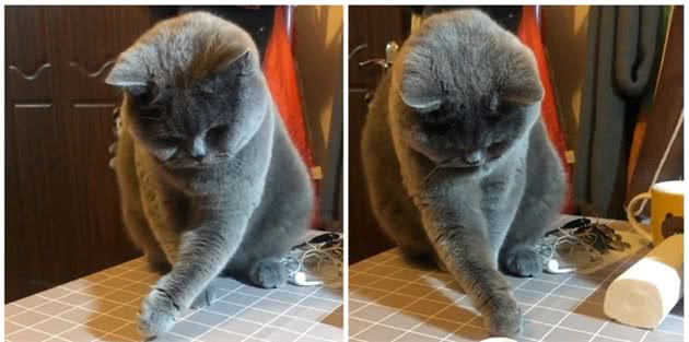 辟谣，猫咪能认识到自己的错误？五种反应，代表着它在服软