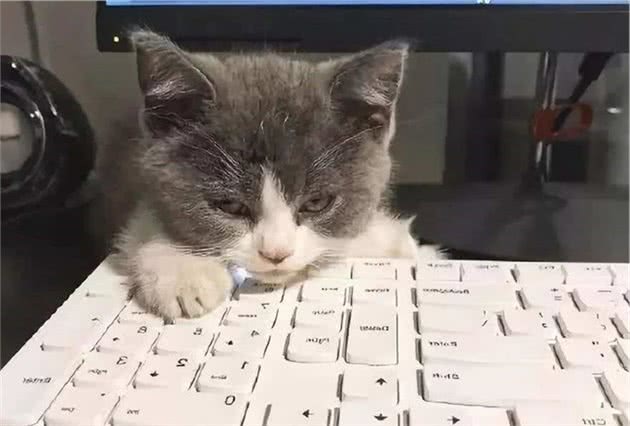 辟谣，猫咪能认识到自己的错误？五种反应，代表着它在服软
