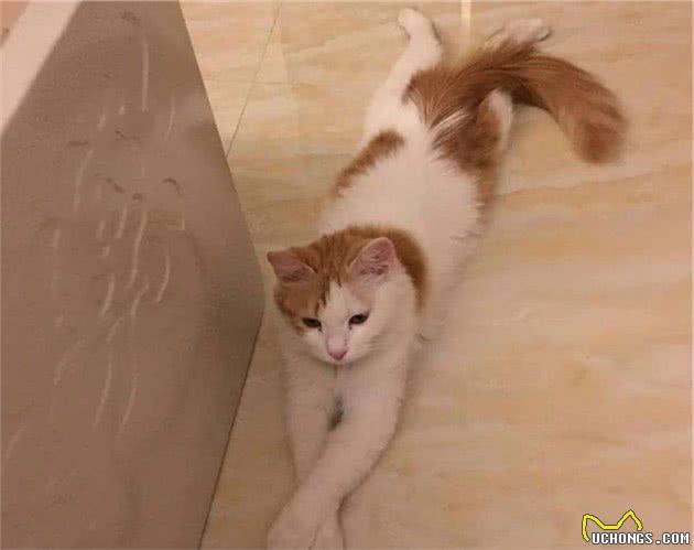 辟谣，猫咪能认识到自己的错误？五种反应，代表着它在服软
