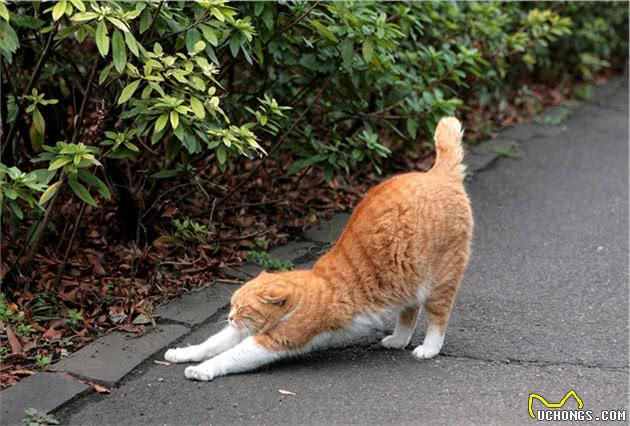 辟谣，猫咪能认识到自己的错误？五种反应，代表着它在服软