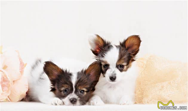 为什么外表漂亮的蝴蝶犬越来越少人养呢？原因有5个
