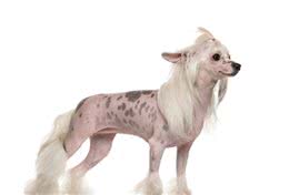 谁说狗狗没有汗腺？中国冠毛犬不仅皮肤有汗腺还能变换颜色