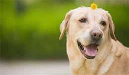 狗狗常吃这些食物，身体倍儿棒