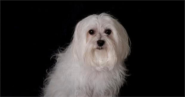 马尔济斯犬饲养攻略，知道这些，你就能养好马尔济斯犬