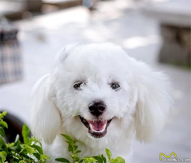 马尔济斯犬饲养攻略，知道这些，你就能养好马尔济斯犬