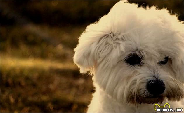 马尔济斯犬饲养攻略，知道这些，你就能养好马尔济斯犬