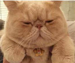 波斯猫和加菲猫的区别你真的知道吗？最全攻略让你了解两种萌宠