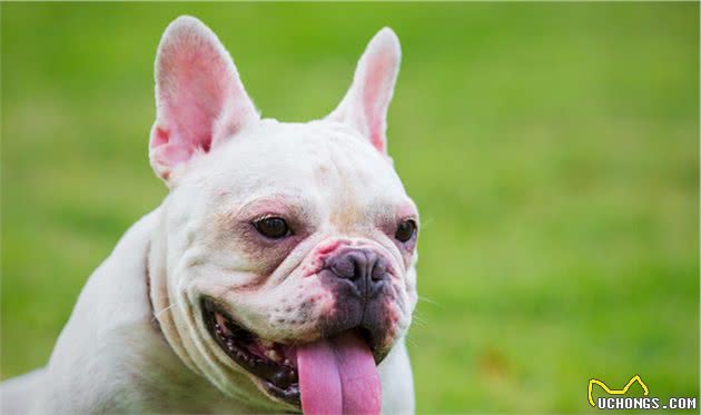 法国斗牛犬有这几个特征，说明你养的是纯种狗