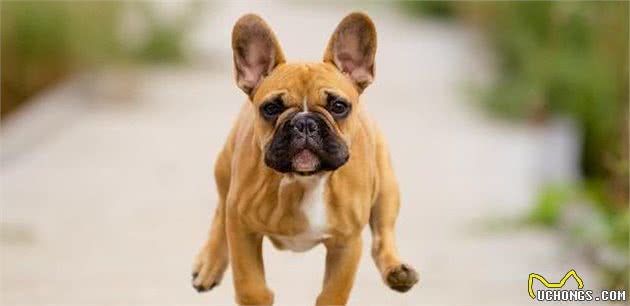 法国斗牛犬有这几个特征，说明你养的是纯种狗