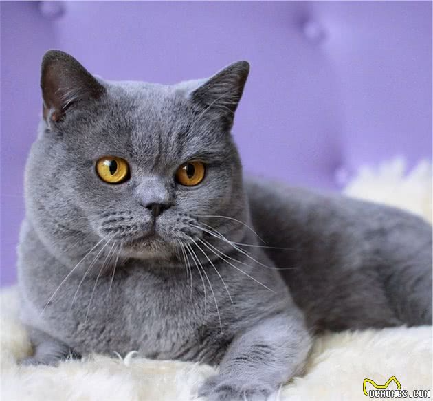 避雷：关于饲养英国短毛猫的禁忌，你犯哪个