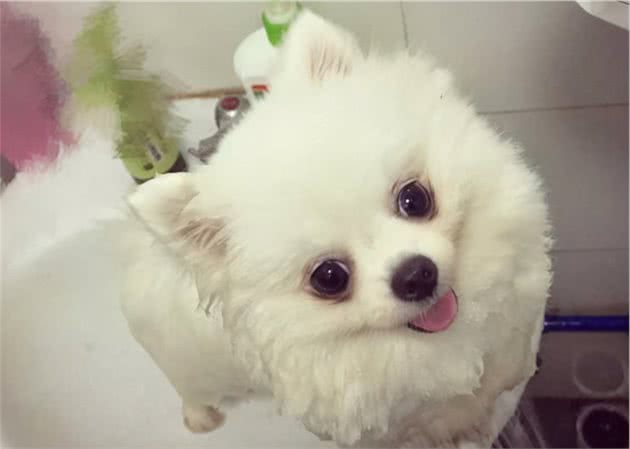 你家的博美犬“这样”养？不出问题才怪