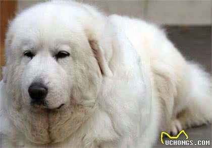 你若想养只忠诚的狗，萌萌的大白熊犬，是当今世界上最忠诚的狗