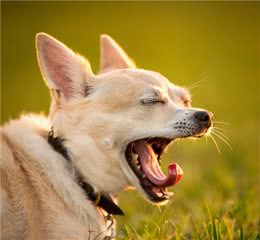 教训狗狗时它频繁打呵欠是“开小差“？其实它是在求饶