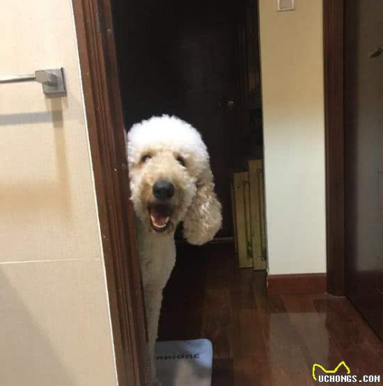 泰迪犬对你有了好感，相处时才会有5个肢体语言，别傻傻不懂