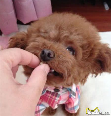 泰迪犬对你有了好感，相处时才会有5个肢体语言，别傻傻不懂