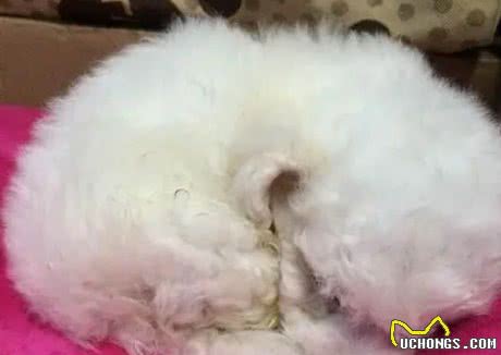 比熊犬“生命结束”前的表现，你注意到了吗？