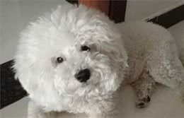 比熊犬“生命结束”前的表现，你注意到了吗？