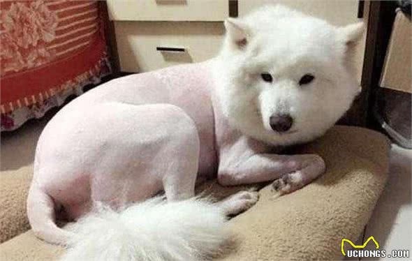 你真的会养狗吗？这些禁忌，不少人都会犯！