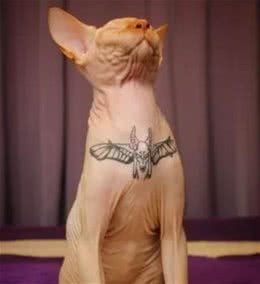 不要以“美”之名强迫宠物，抵制为无毛猫纹身！