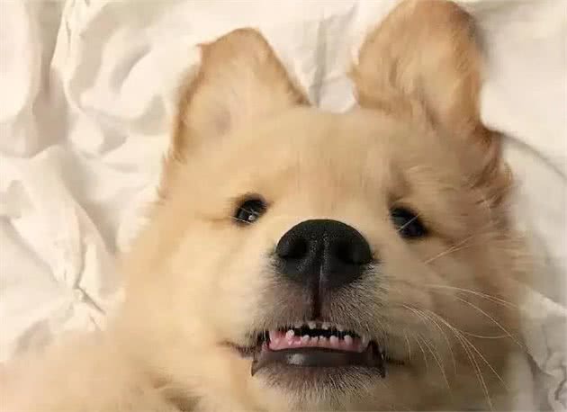 你在狗狗心里重不重要？看它喜欢睡哪就知道了