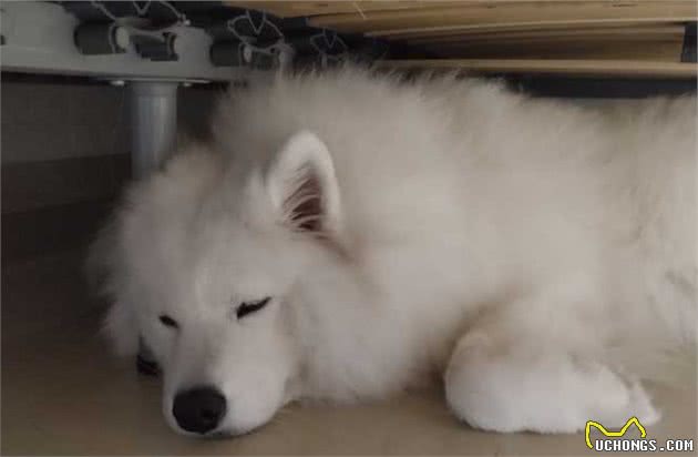 你在狗狗心里重不重要？看它喜欢睡哪就知道了