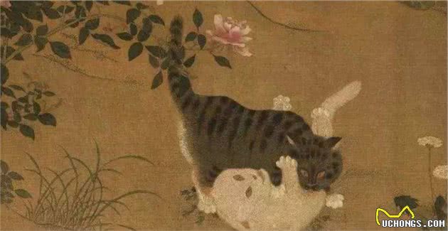 谁说猫原产于埃及，明明中国西周时期就有了猫