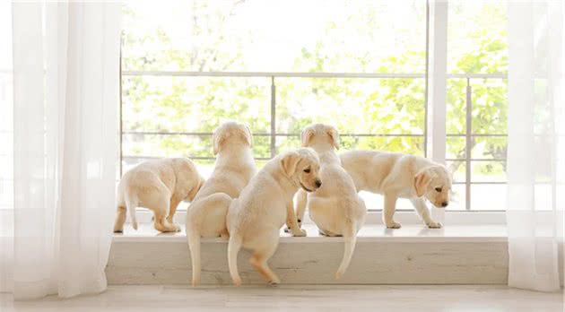 带你了解真正的“幼犬社会化