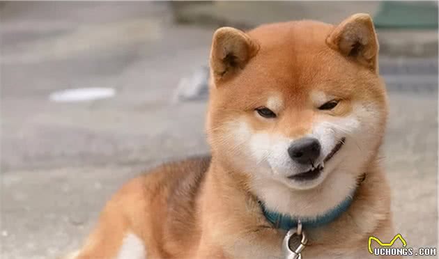 带你了解真正的“幼犬社会化