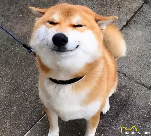 带你了解真正的“幼犬社会化