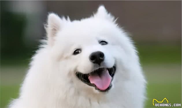 带你了解真正的“幼犬社会化