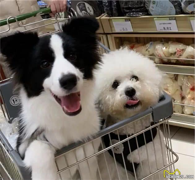 带你了解真正的“幼犬社会化